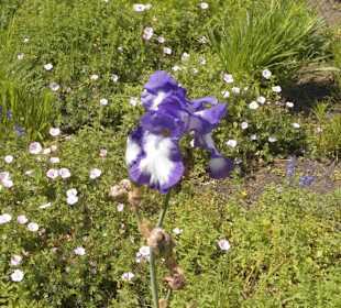 Parkanlage Planten un Blomen