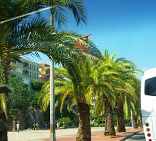 Die vielen Palmen Hafen