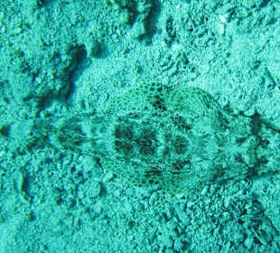 Teppich-Krokodilfisch