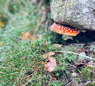 Nationalpark Bayerischer Wald