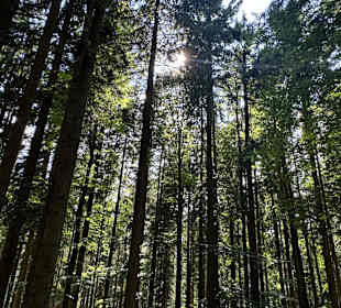 Waldwipfelweg St Englmar