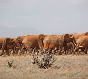 Tsavo East and West National Park