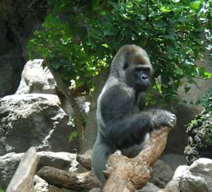 Mensch - bist du neugierig