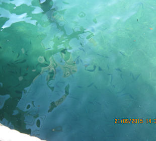 "Unseren kleinen Heringe"