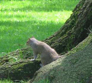 Eichhörnchen im Innenhof d. W. House