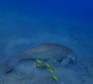 Schnorcheln Marsa Alam