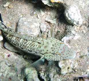 Riff Happy life village