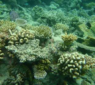 Wunderschöne Unterwasserwelt