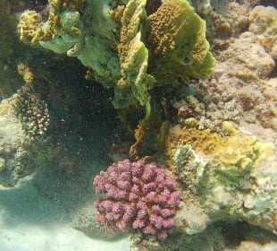 Schnorcheln Marsa Alam