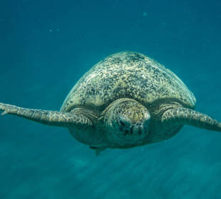 FTI-Blaue Fahrt nach Port Ghalib