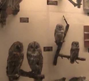 Naturhistorisches Museum