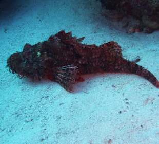 ORCA Dive Club Coral Garden