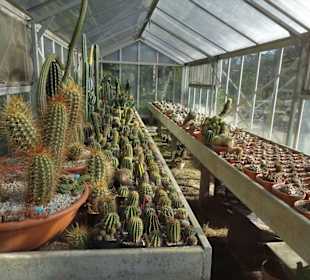 Blick in ein Gewächshaus im Botanischen Garten