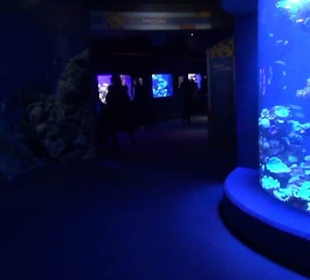 Palma Aquarium