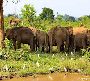 Udawalawe Nationalpark