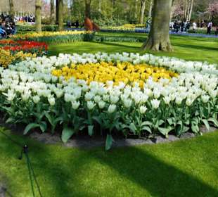 Blumenpracht im Keukenhof