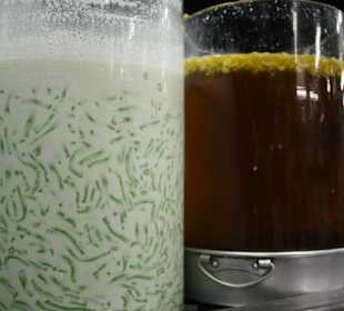 Kokosgetränk welches auf Eis serviert wird