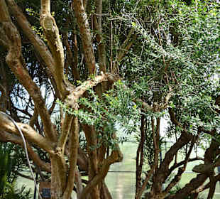 Sichtungsgarten Hermannshof