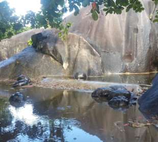 Riesen Schildkräten