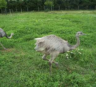 Emu