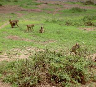 Pavian Familie in Amboseli N Park