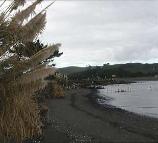 Der schwarze Strand an der Whale Bay von Raglan