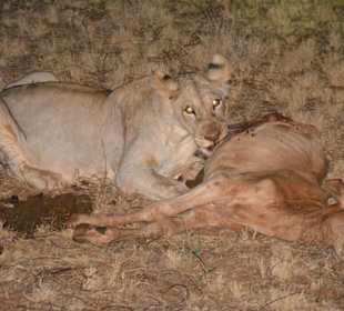 Nachtsafari Löwe bei Futtern 