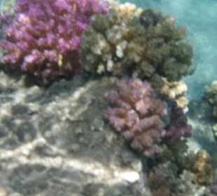 Korallenriff