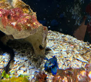 Aquazoo Löbbecke Museum Düsseldorf