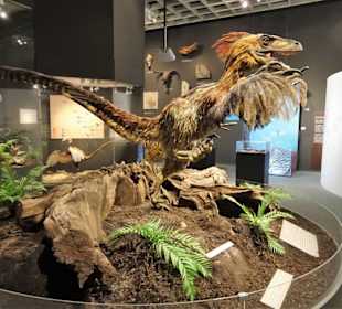 In der Abteilung der Dinosaurier