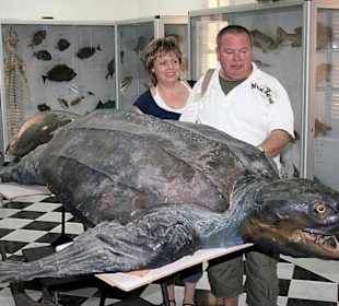 Marinemuseum Hurghada / Dahar Downtown