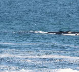 Gansbaai, whale watching