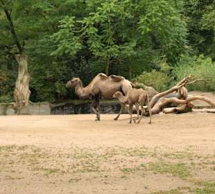 Tierpark