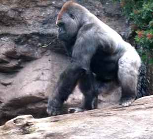 Der Chef im Gorilla Resort