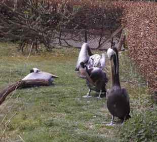 Weltvogelpark Walsrode