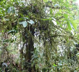 Wanderung durch den Nebelwald/Regenwald