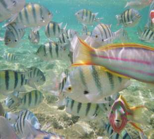 Unterwasserwelt am großen Hausriff vom Hotel Club Azur