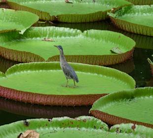 Botanischer Garten