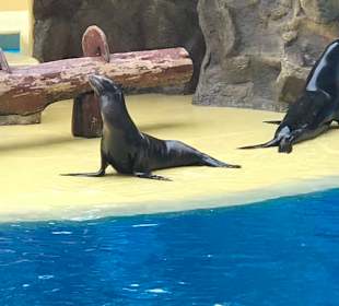 Robbenshow im Loro Park.