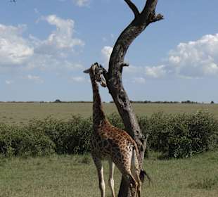 Giraffe