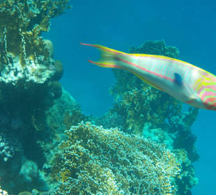 Ein farbenprächtiger Fisch