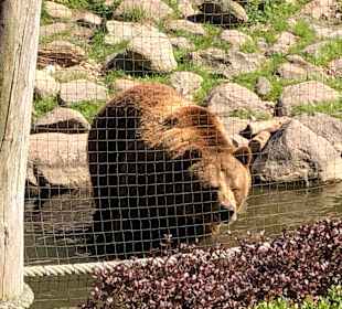 Wildpark-MV 