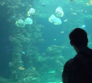 Meeresmuseum Stralsund