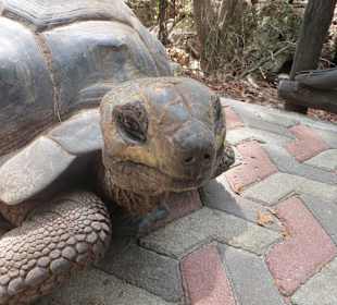 Die Schildkröten auf Prison Island