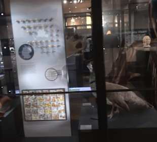 Museum für Naturkunde
