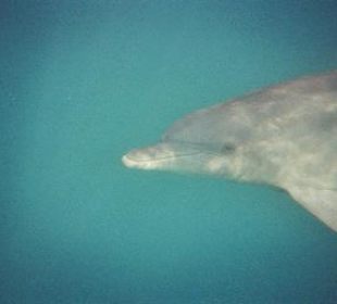 Der Anführer der Gruppe