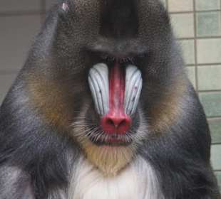 Mandrill