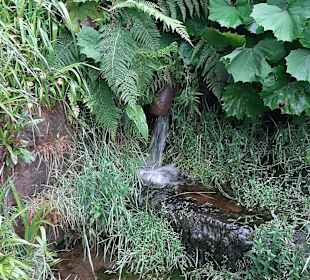 Wandern Bannwald Baiersbronn