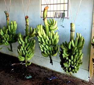 Die Stauden sind mobil an Schienen befestigt