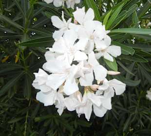 Strandpromenade Evrenseki